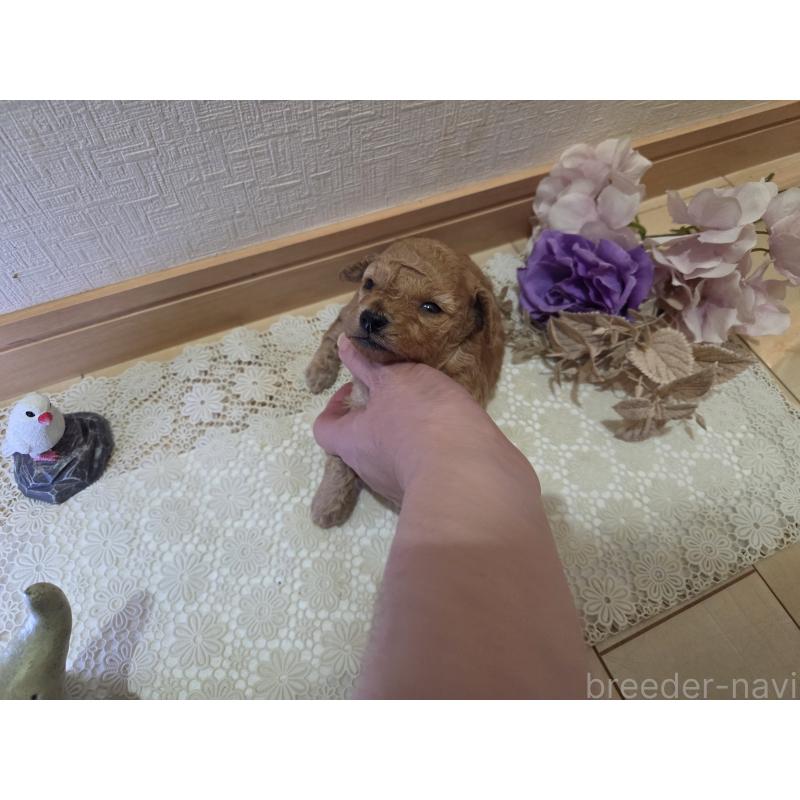 販売中の広島県のタイニープードル-423798の7枚目