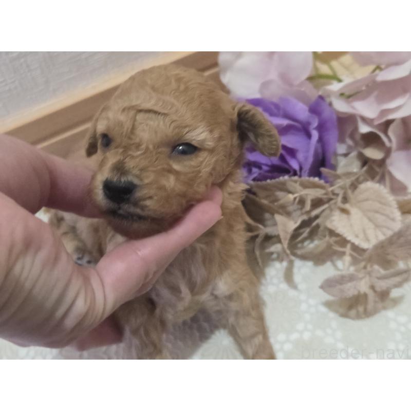 販売中の広島県のタイニープードル-423798の4枚目