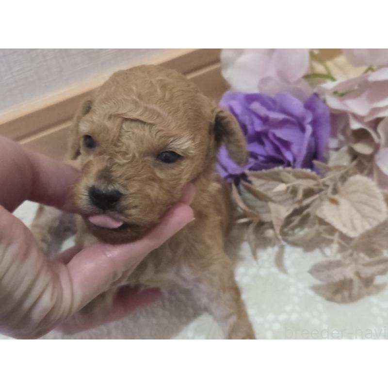 販売中の広島県のタイニープードル-423798の3枚目