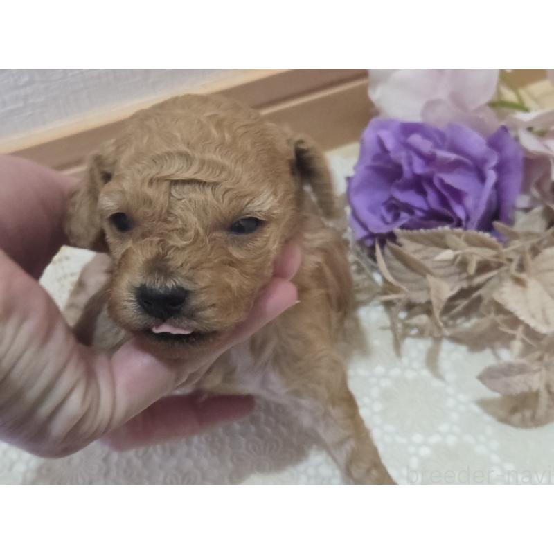 販売中の広島県のタイニープードル-423798の2枚目