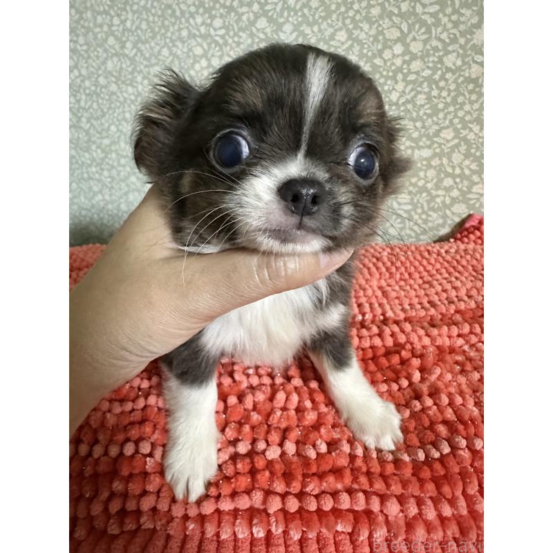 販売中の福島県のチワワ(ロングコート)-423668の1枚目