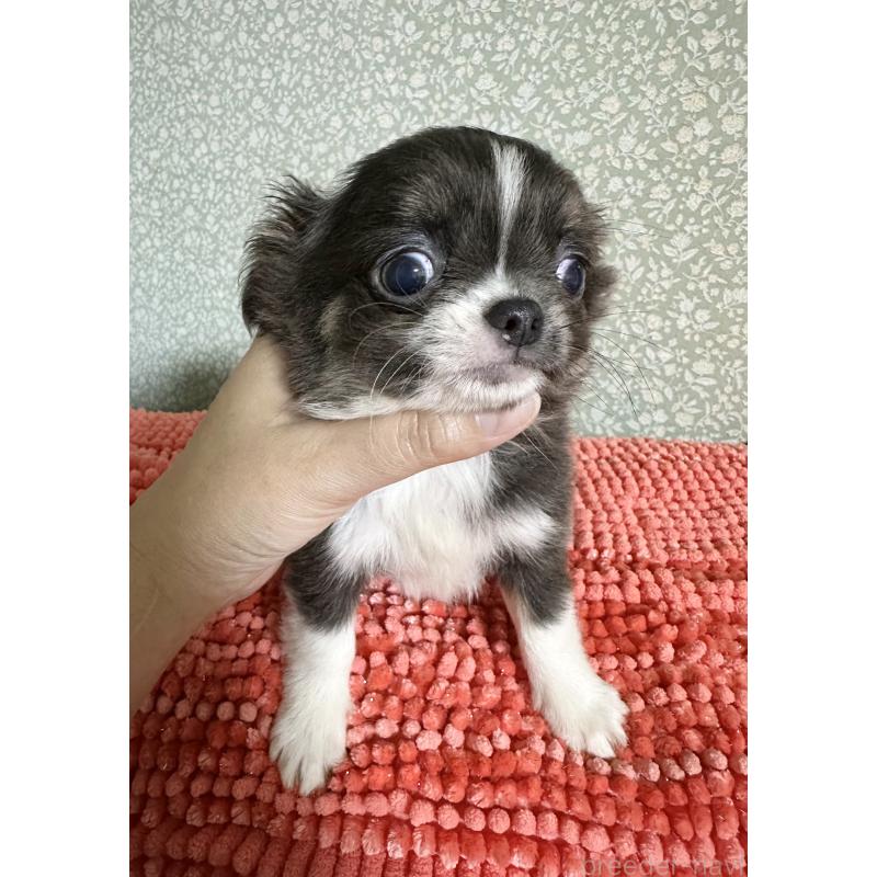 販売中の福島県のチワワ(ロングコート)-423668の2枚目