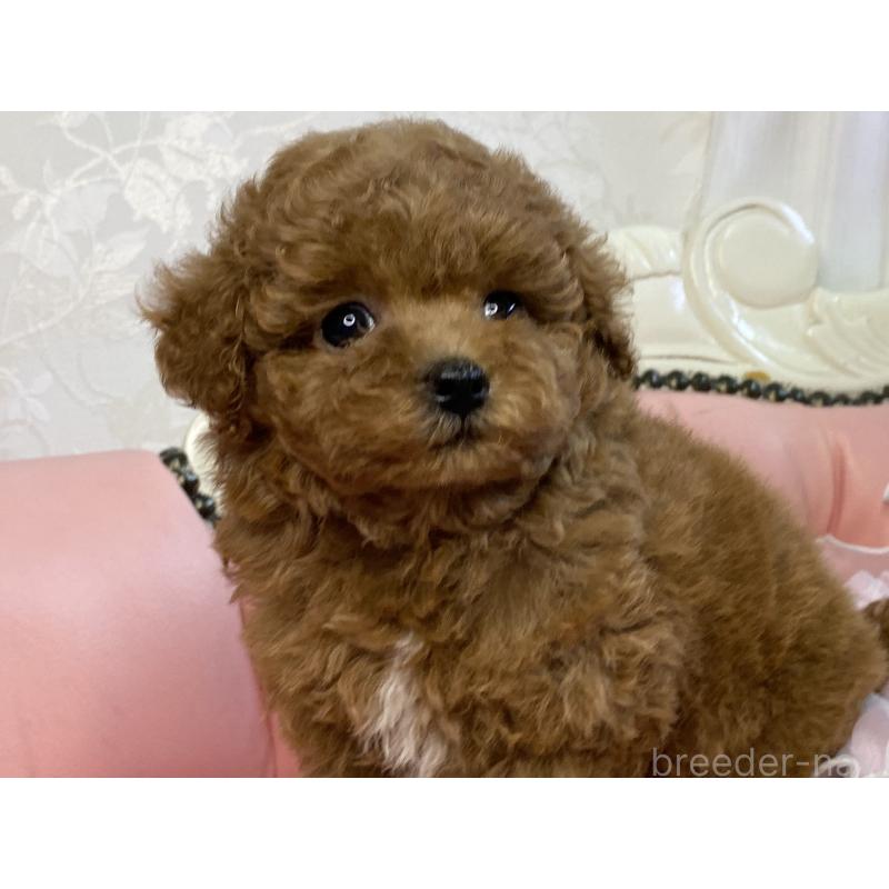 販売中の熊本県のタイニープードル-423799の5枚目