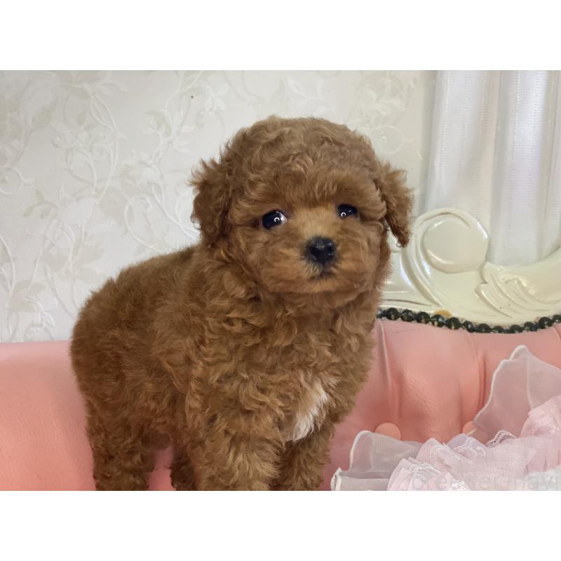 販売中の熊本県のタイニープードル-423799の4枚目