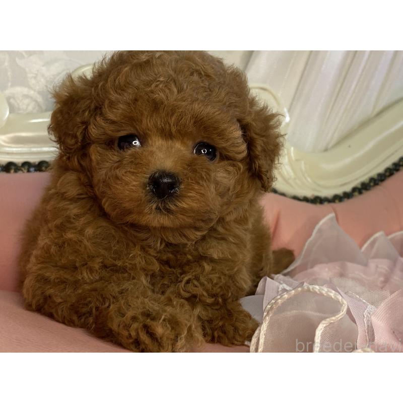 販売中の熊本県のタイニープードル-423799の3枚目