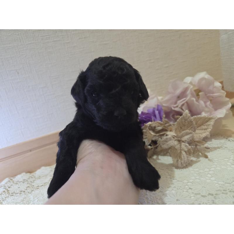 販売中の広島県のタイニープードル-423800の10枚目