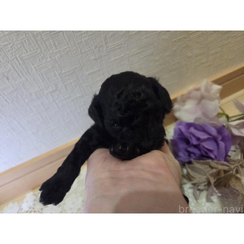 販売中の広島県のタイニープードル-423800の9枚目