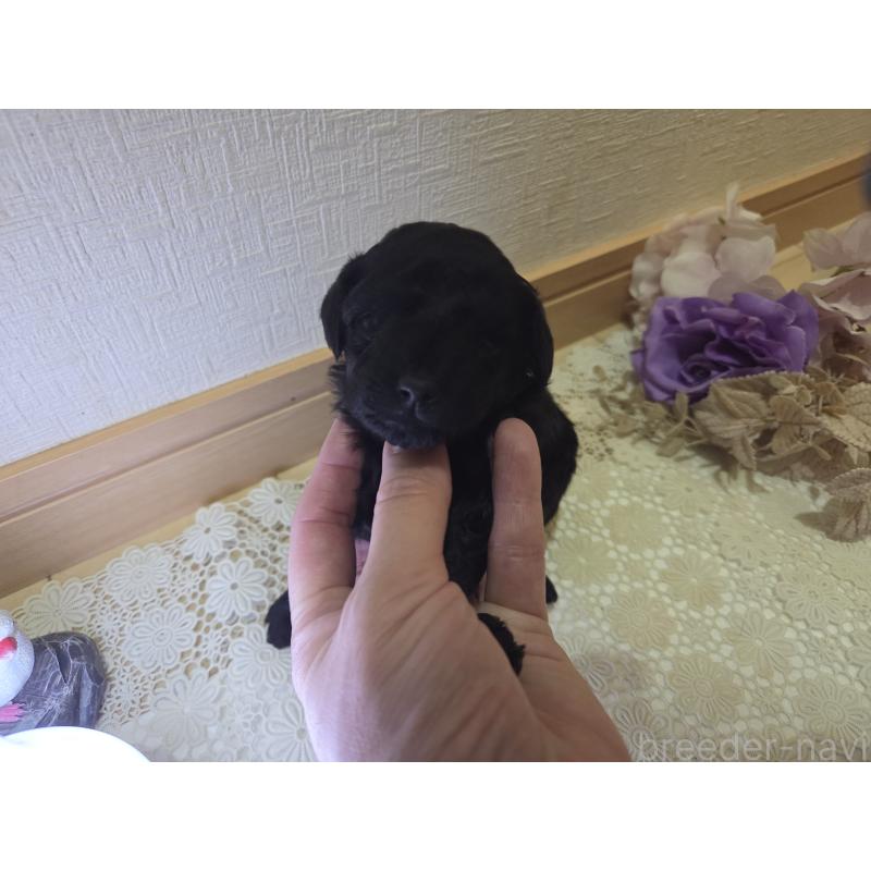 販売中の広島県のタイニープードル-423800の7枚目