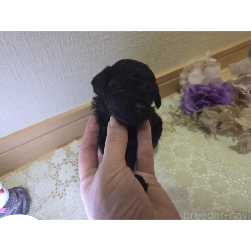 販売中の広島県のタイニープードル-423800の6枚目