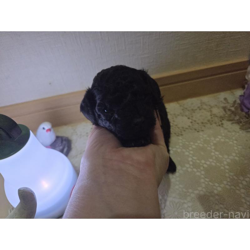 販売中の広島県のタイニープードル-423800の5枚目