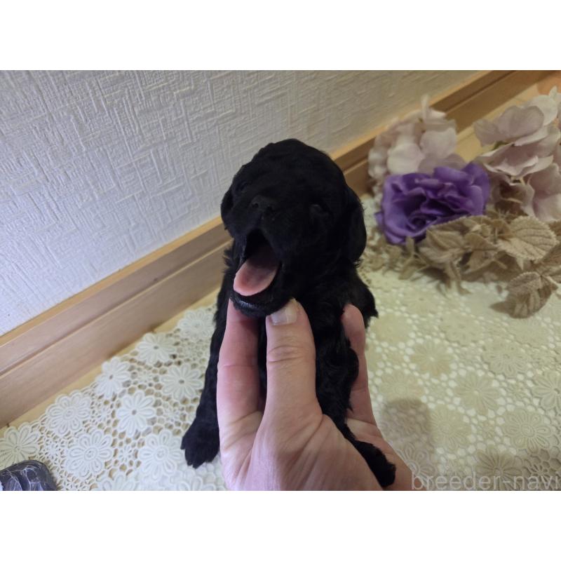 販売中の広島県のタイニープードル-423800の4枚目