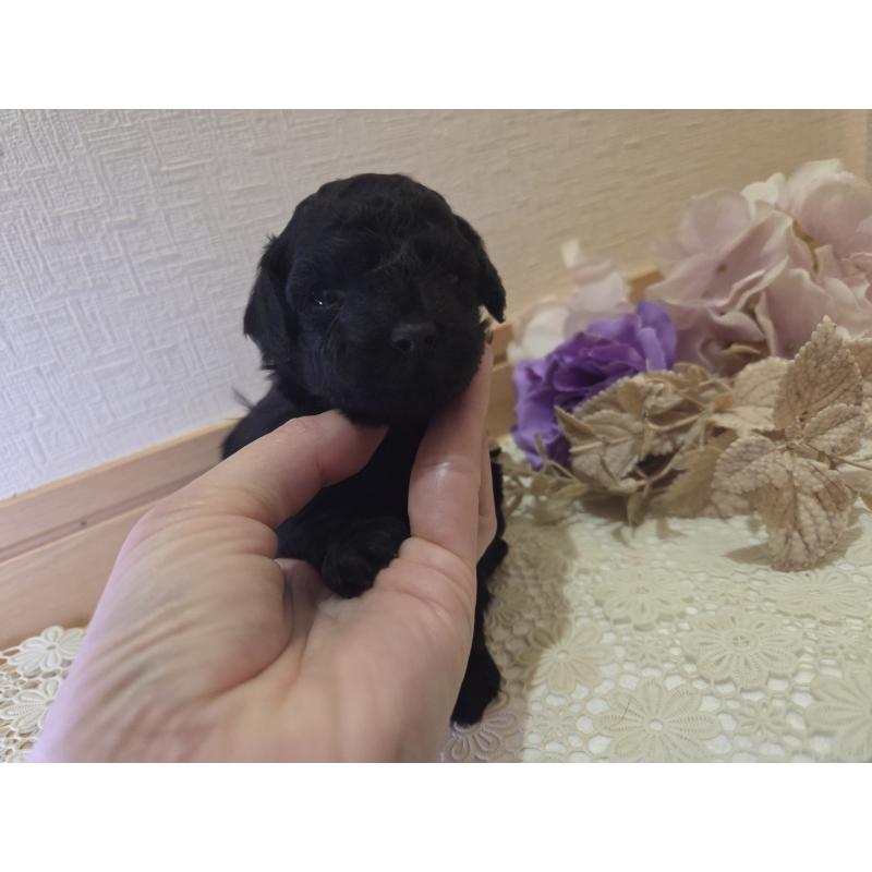 販売中の広島県のタイニープードル-423800の3枚目