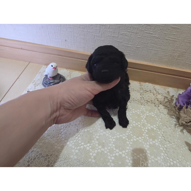 販売中の広島県のタイニープードル-423800の2枚目