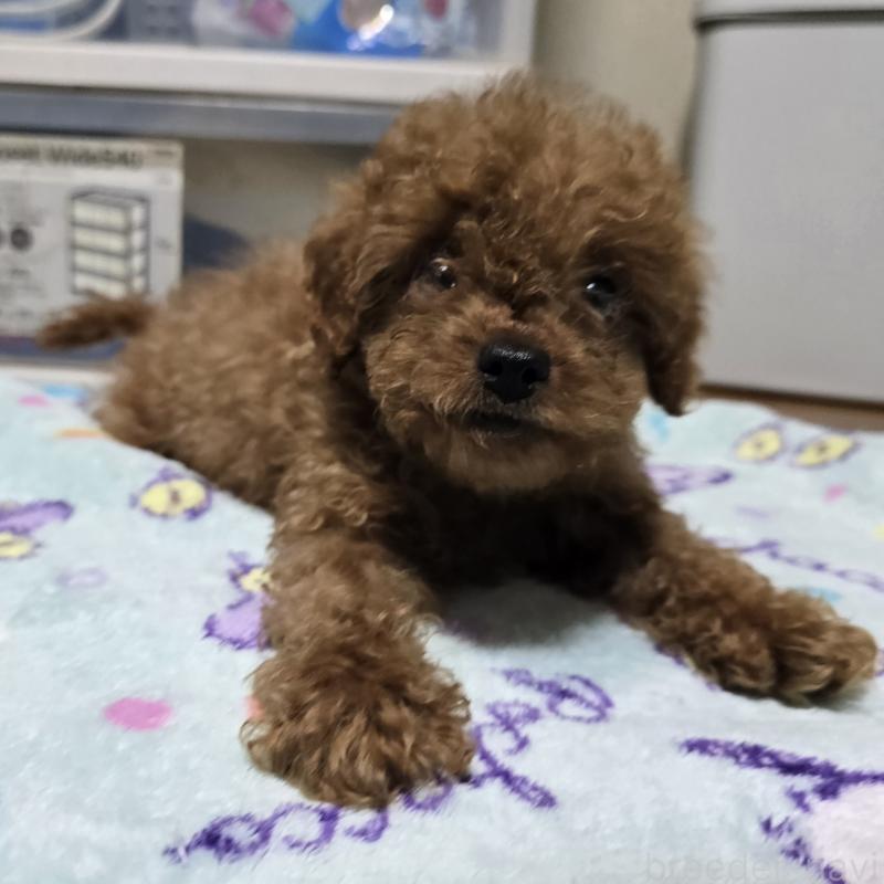 販売中の岡山県のトイプードル-411590の10枚目