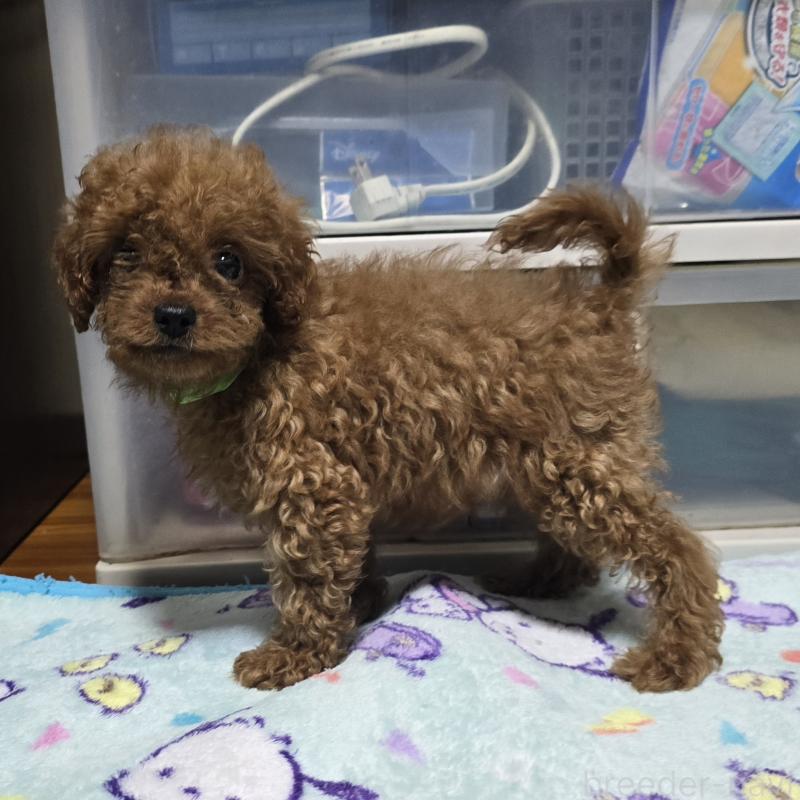 販売中の岡山県のトイプードル-411590の9枚目