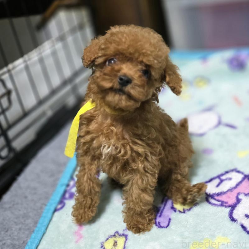 販売中の岡山県のトイプードル-411591の1枚目