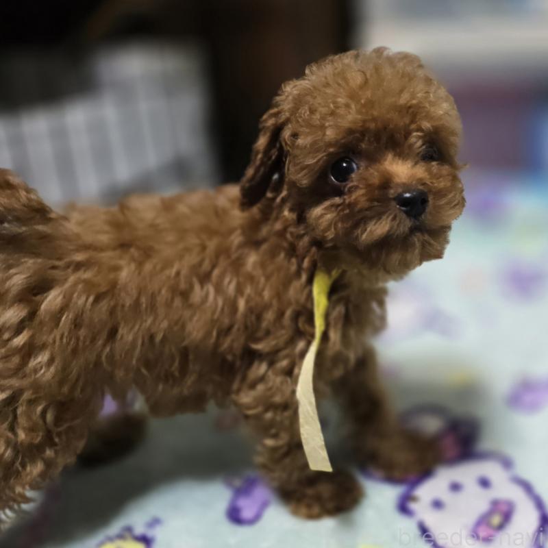 販売中の岡山県のトイプードル-411591の2枚目