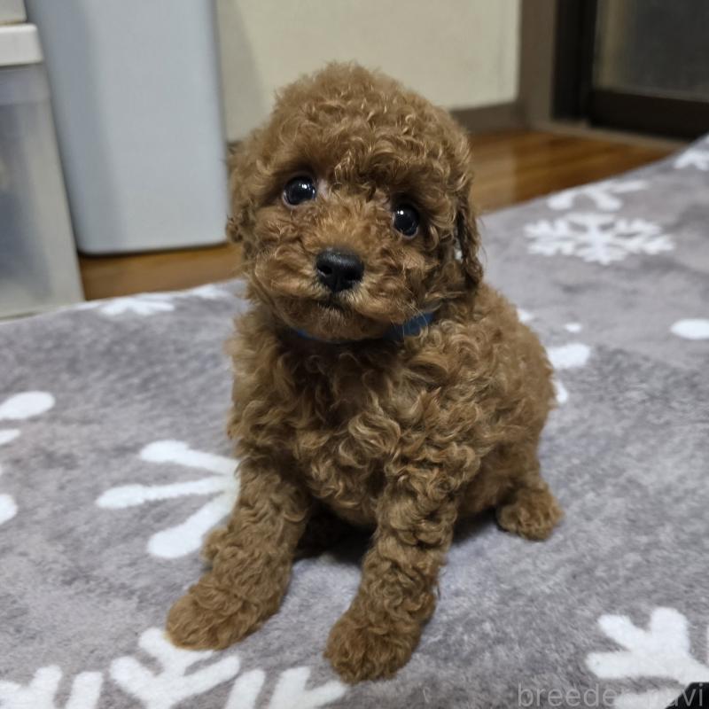 商談中の岡山県のトイプードル-419705