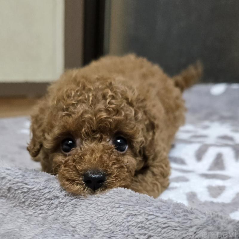 成約済の岡山県のトイプードル-419705の2枚目