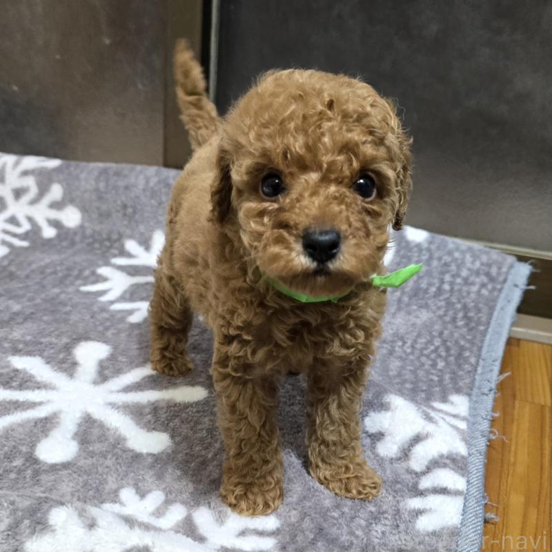 販売中の岡山県のトイプードル-419706