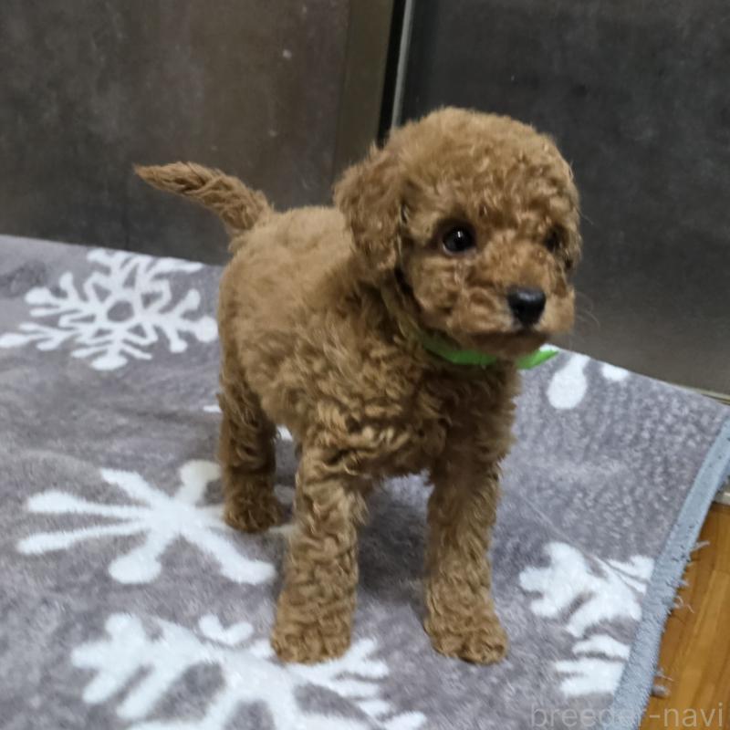 成約済の岡山県のトイプードル-419706の7枚目