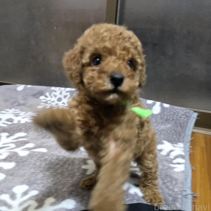 成約済の岡山県のトイプードル-419706の6枚目