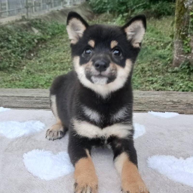 販売中の熊本県の豆柴-423802の5枚目