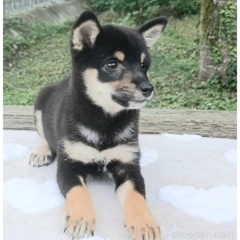 販売中の熊本県の豆柴-423802の4枚目