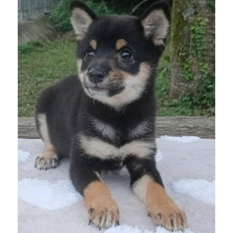 販売中の熊本県の豆柴-423802の3枚目