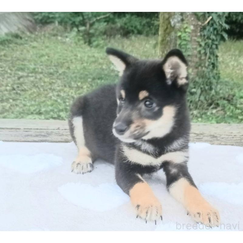 販売中の熊本県の豆柴-423802の2枚目