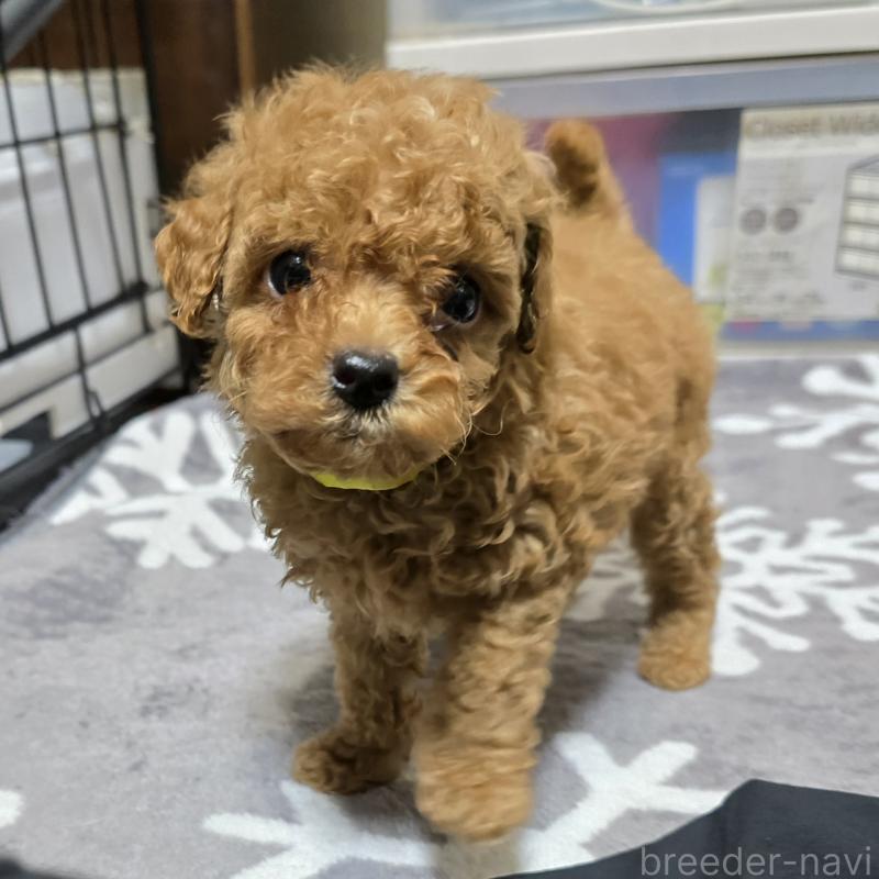 販売中の岡山県のトイプードル-419707