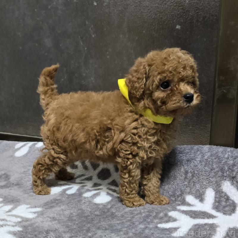 販売中の岡山県のトイプードル-419707の10枚目