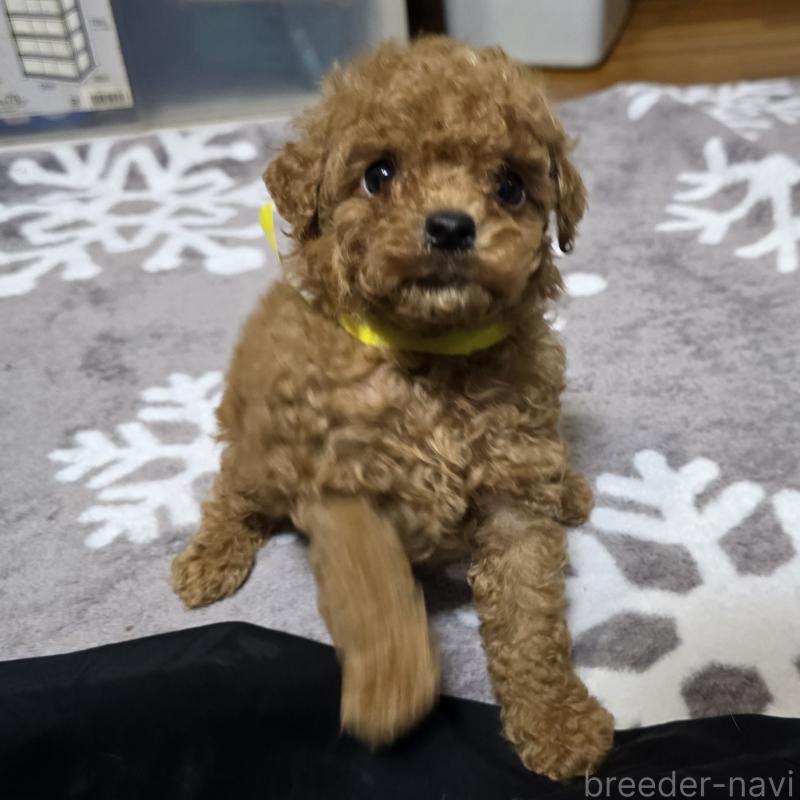 販売中の岡山県のトイプードル-419707の9枚目