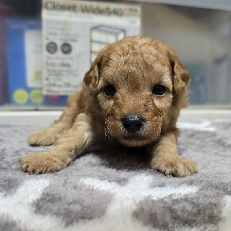 販売中の岡山県のトイプードル-422174