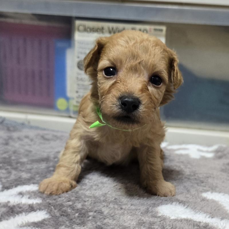 販売中の岡山県のトイプードル-422175