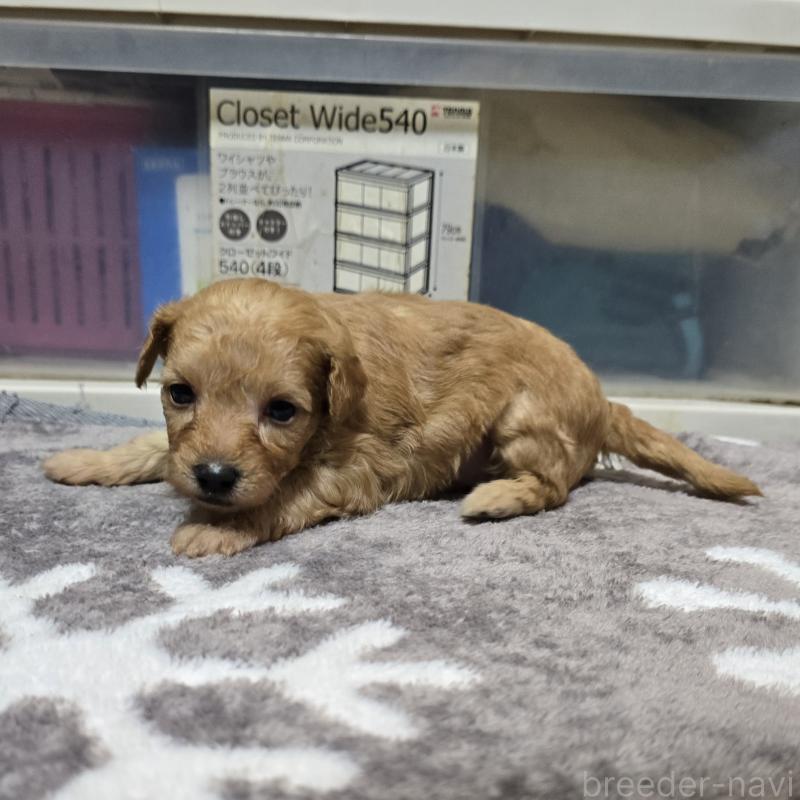 成約済の岡山県のトイプードル-422175の17枚目