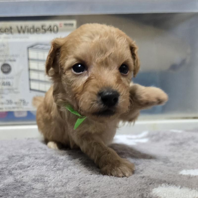 成約済の岡山県のトイプードル-422175の16枚目