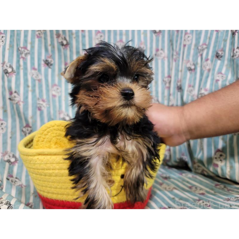 販売中の福岡県のヨークシャーテリア-423808の4枚目