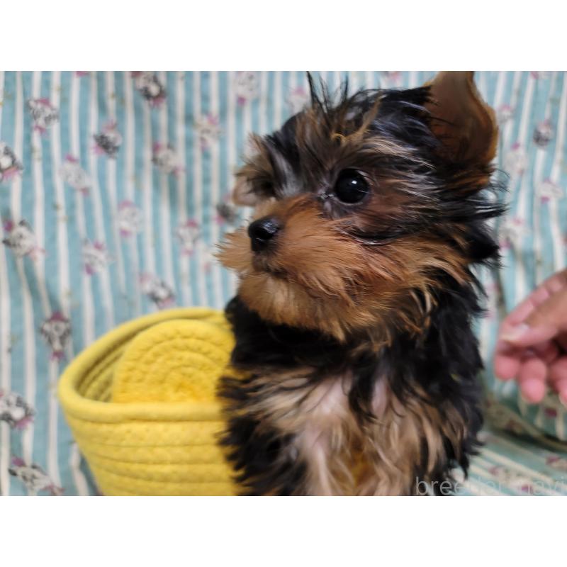 販売中の福岡県のヨークシャーテリア-423808の3枚目
