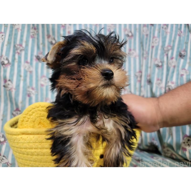 販売中の福岡県のヨークシャーテリア-423808の2枚目