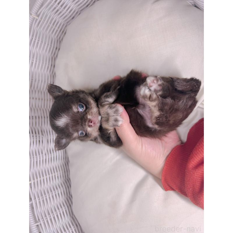 販売中の愛知県のチワワ(ロングコート)-423804の4枚目