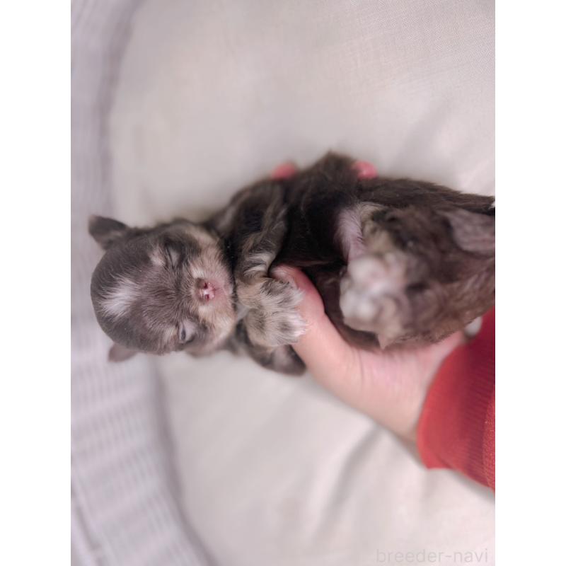 販売中の愛知県のチワワ(ロングコート)-423804の3枚目