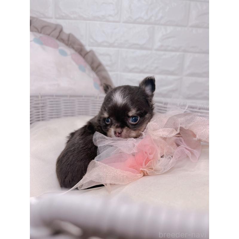 販売中の愛知県のチワワ(ロングコート)-423804の2枚目