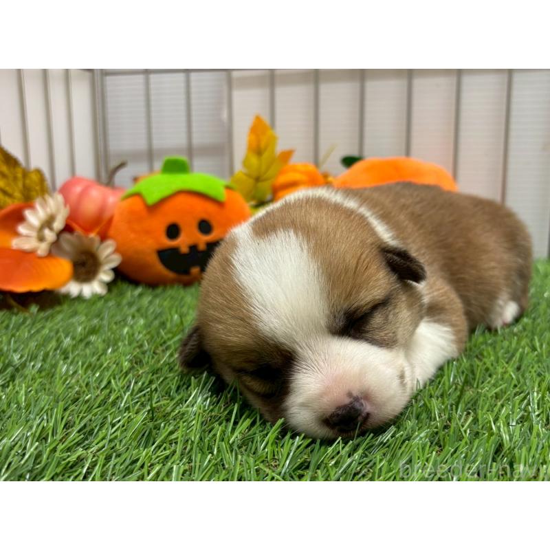 販売中の鹿児島県のウェルシュコーギーペンブローク-423805の5枚目