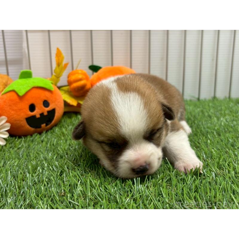 販売中の鹿児島県のウェルシュコーギーペンブローク-423805の4枚目