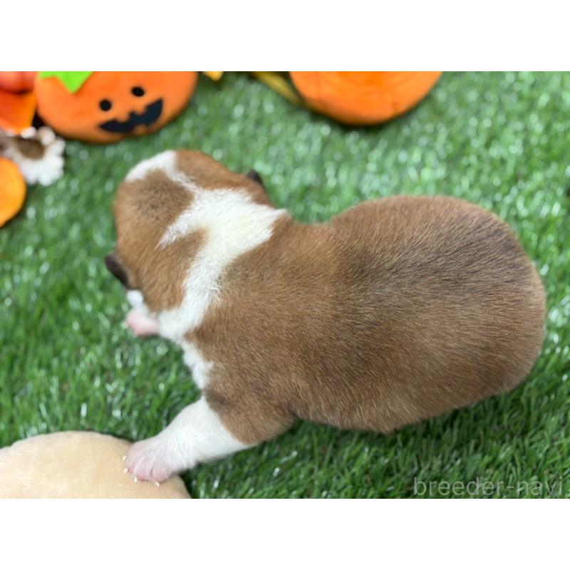 販売中の鹿児島県のウェルシュコーギーペンブローク-423805の3枚目