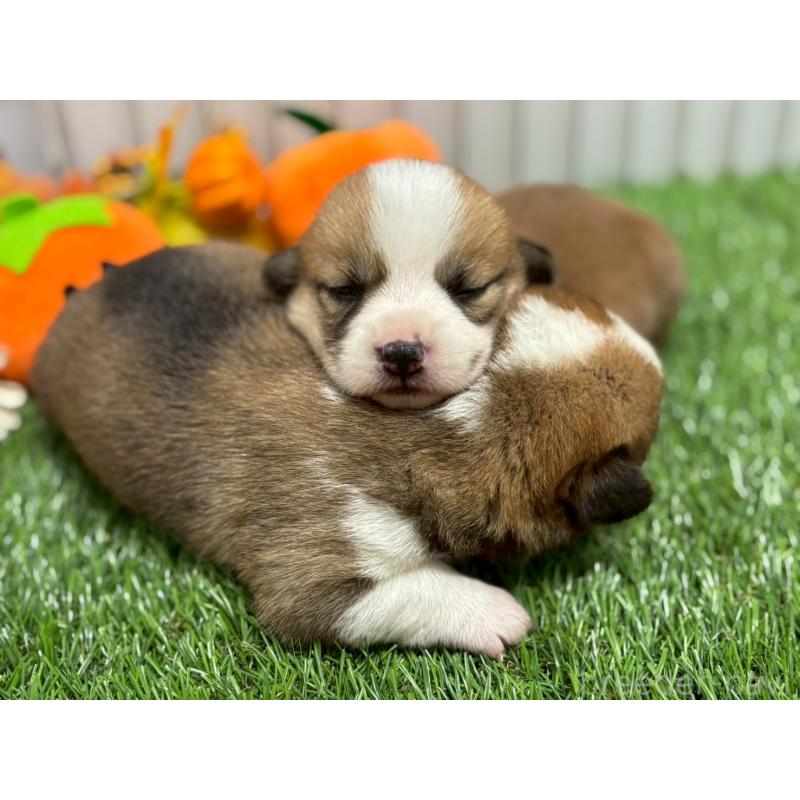 販売中の鹿児島県のウェルシュコーギーペンブローク-423805の2枚目