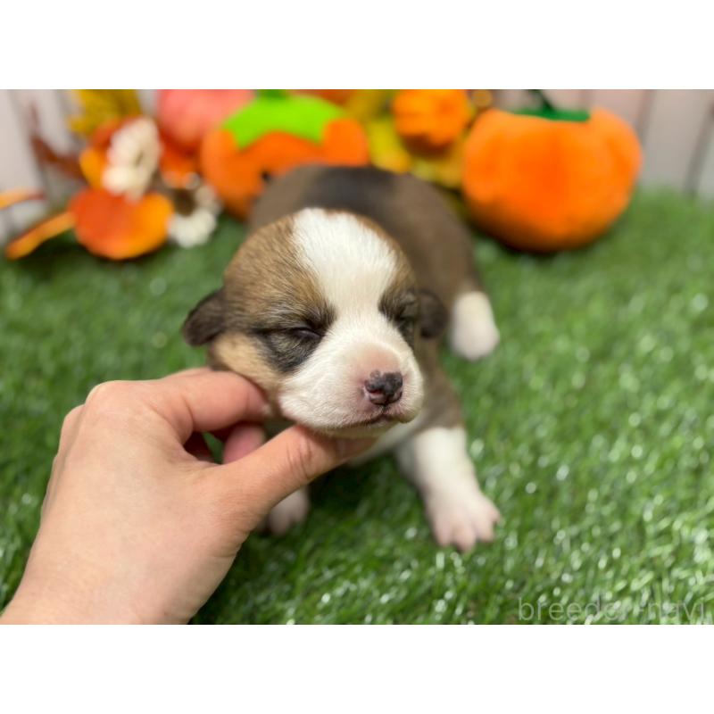 販売中の鹿児島県のウェルシュコーギーペンブローク-423806の4枚目