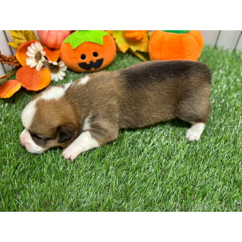 販売中の鹿児島県のウェルシュコーギーペンブローク-423806の3枚目