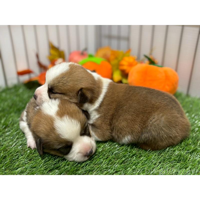 販売中の鹿児島県のウェルシュコーギーペンブローク-423806の2枚目